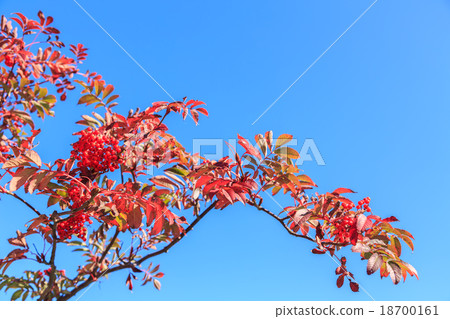 Autumn leaves of Nanakamado Autumn leaves of Nanakamado 18700161