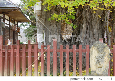 Nagano prefecture natural treasure breast breast Ginkgo 18700201