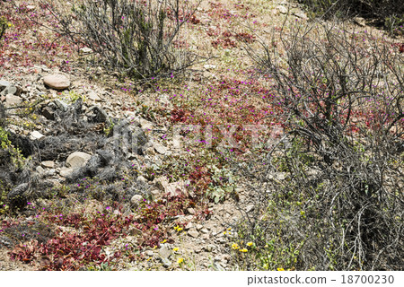 Flowering desert (Spanish Flowering desert (Spanish 18700230