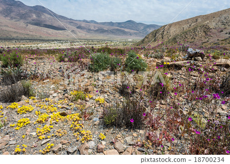Flowering desert in the Chilean Atacama Desert 18700234