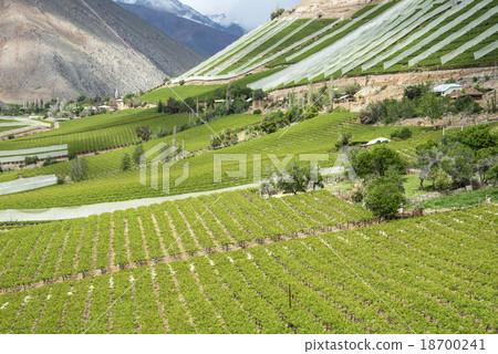 Vineyards of the Elqui Valley, Andes part Atacama  18700241