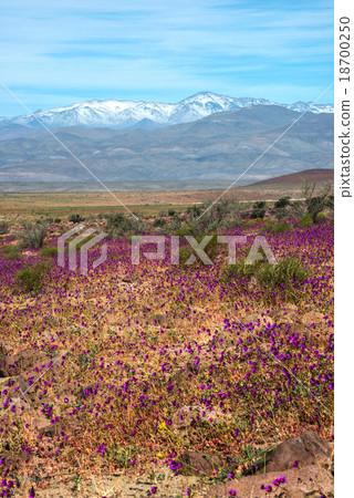 Flowering desert  (Spanish 18700250