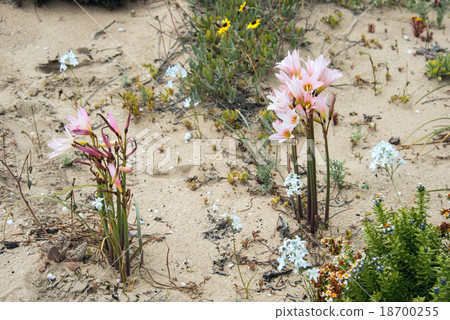 Ananuca flowers in Atacama desert, Chile 18700255