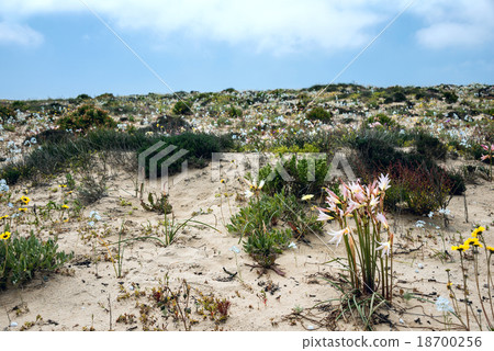 Ananuca flowers in Atacama desert, Chile 18700256