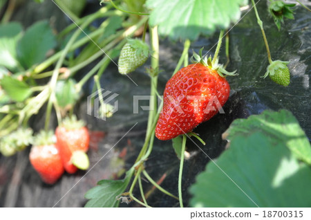 Ichigo草莓田 18700315