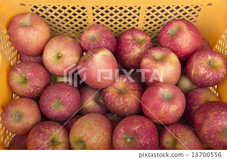 蘋果（Sun Fuji）11月 18700556