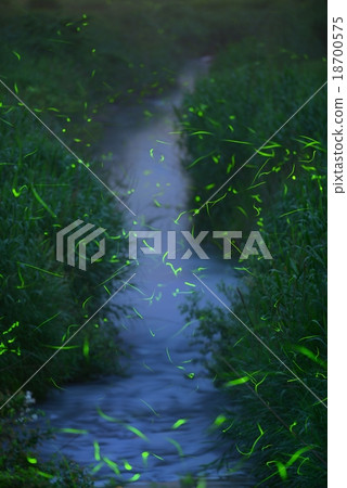 Marital activity of firefly 18700575