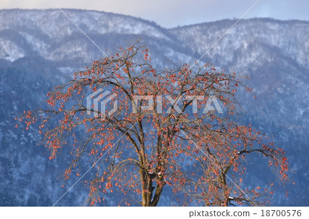 剩下的柿子 18700576