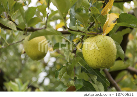 王林(青蘋果)11月_小雨 王林(青蘋果)11月_小雨 18700631