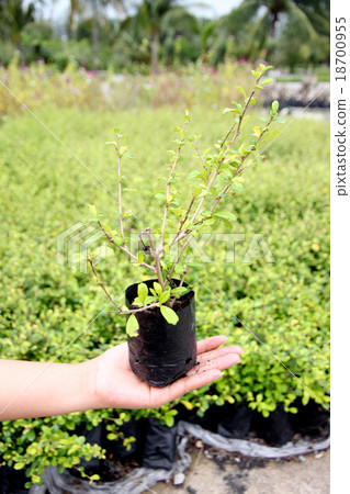 Seedlings in hand at the garden. Seedlings in hand at the garden. 18700955