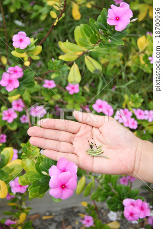 Seed of Catharanthus roseus in hand. Seed of Catharanthus roseus in hand. 18700956