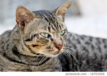 Thai Cats Staring. Thai Cats Staring. 18701008