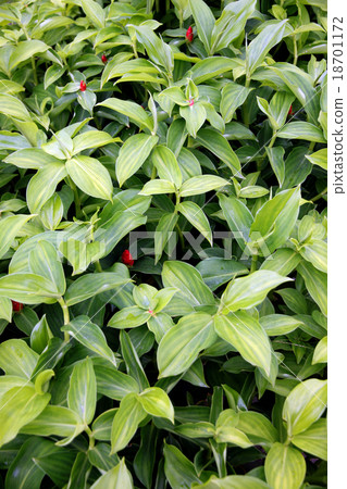 Green leaf in the garden of background. 18701172