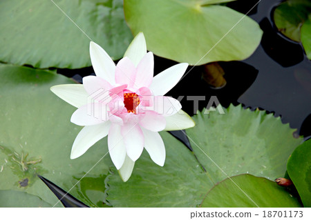 White and red Lotus in the pool. 18701173