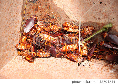 Cockroaches to dead and combination in bin. Cockroaches to dead and combination in bin. 18701214