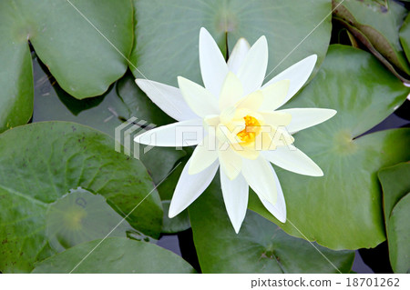 Yellowish white Lotus and green leaves. 18701262