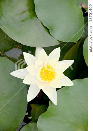 Yellowish white Lotus in the pool. 18701409