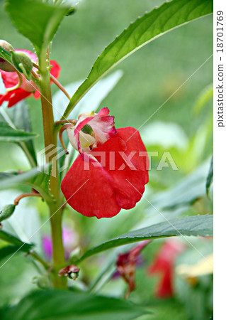 Garden Balsam or Rose Balsam Garden Balsam or Rose Balsam 18701769