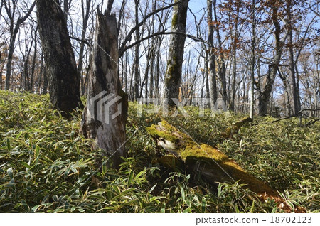 雜項森林（Oku-Nikko / Senjogahara /日光市，栃木縣） 18702123