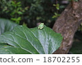 Frog on the stone leaf leaves 18702255