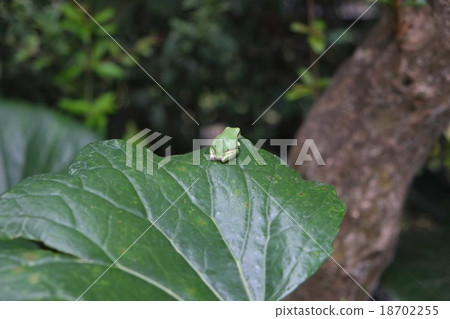 Frog on the stone leaf leaves Frog on the stone leaf leaves 18702255