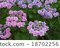Hydrangea pink 18702256