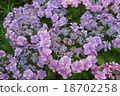 Hydrangea pink 2 18702258