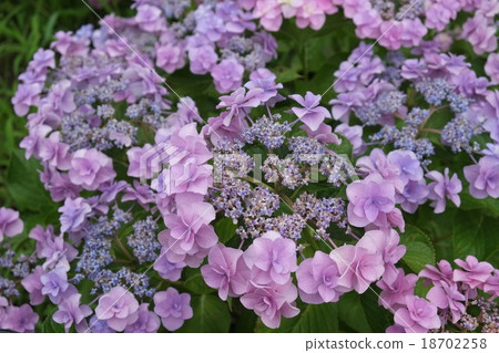 Hydrangea pink 2 18702258