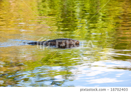 the Monitor lizard 18702403