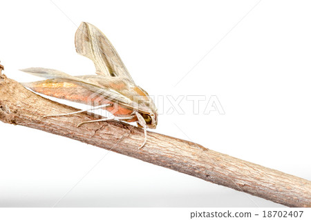 Giant Arum hawk moth 18702407