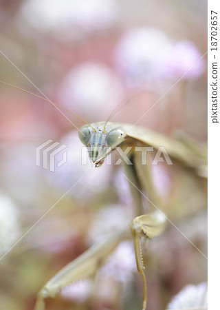 Stock Photo: bug, insects, japanese giant mantis