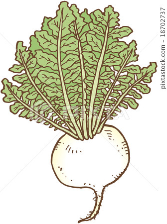 turnip turnip 18702737