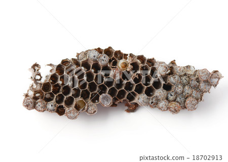 wasp nest wasp nest 18702913