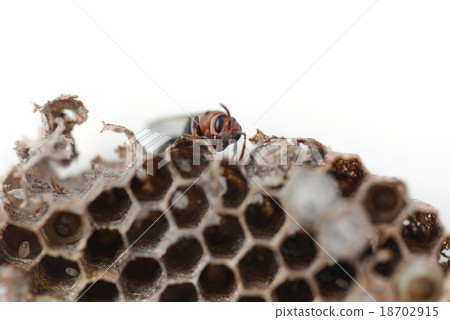 wasp nest 18702915