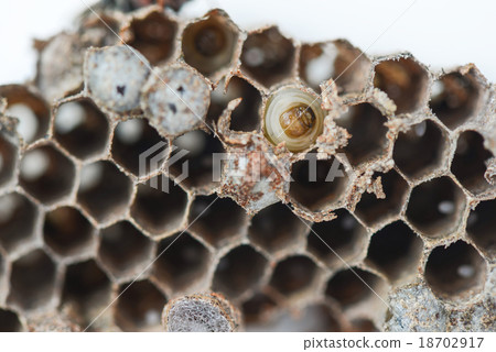 wasp nest wasp nest 18702917