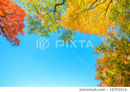 Frame of autumn leaves 18703018