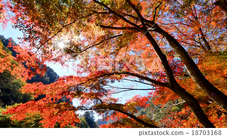 Autumn leaves of Shosenkyo Gorge 18703168