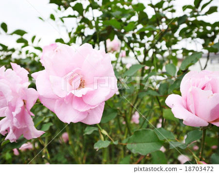 Flower garden Flower garden 18703472