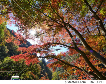 Autumn leaves of Shosenkyo Gorge 18703499