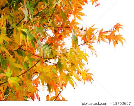 Autumn leaves of Lake Yamanaka 18703697