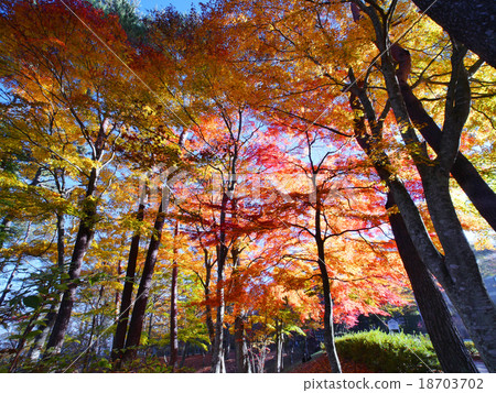 Autumn leaves of Lake Yamanaka 18703702