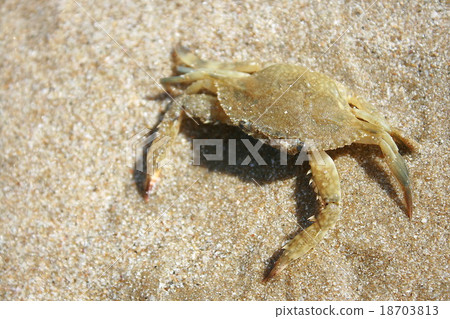 sand and crab 18703813