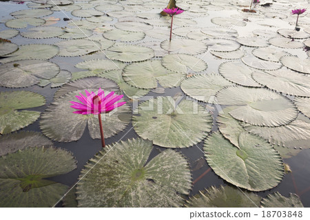 Pink Lotus flower and lotus leaf background Pink Lotus flower and lotus leaf background 18703848