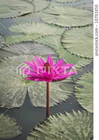 Pink Lotus flower and lotus leaf background 18703850