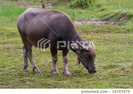 Water buffalo eating 18703979
