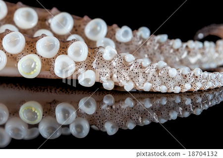 squid tentacles 18704132