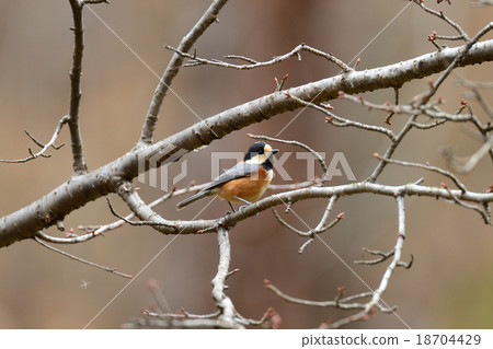 多變 多變 18704429