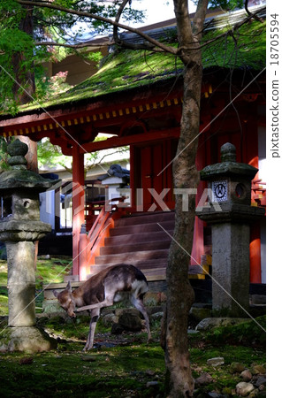 Deer and shrine Deer and shrine 18705594