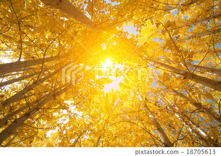 Fall Aspen Trees 18705613
