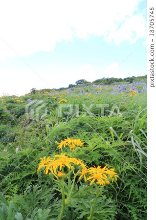 Shikoku Karst Heavenly Elephant in Tian Mt. Kogen Shikoku Karst Heavenly Elephant in Tian Mt. Kogen 18705748
